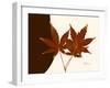 Japanese Maple Twins-Albert Koetsier-Framed Art Print