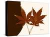 Japanese Maple Twins-Albert Koetsier-Stretched Canvas