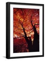 Japanese Maple, View Up Trunk-null-Framed Photographic Print