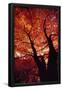 Essential Black