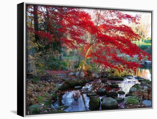 Japanese Maple with Colorful, Red Foliage at a Stream's Edge, New York-Darlyne A^ Murawski-Stretched Canvas
