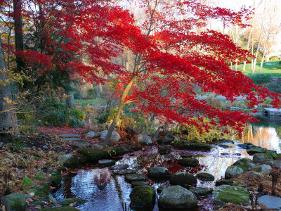 Japanese Maple with Colorful, Red Foliage at a Stream's Edge, New York-Darlyne A^ Murawski-Stretched Canvas