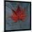 Japanese Maple-John Golden-Mounted Giclee Print