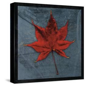 Japanese Maple-John Golden-Stretched Canvas