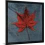 Japanese Maple-John Golden-Mounted Art Print