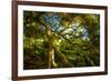 Japanese Maple-Robert Lott-Framed Art Print