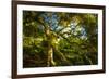 Japanese Maple-Robert Lott-Framed Art Print