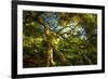 Japanese Maple-Robert Lott-Framed Art Print