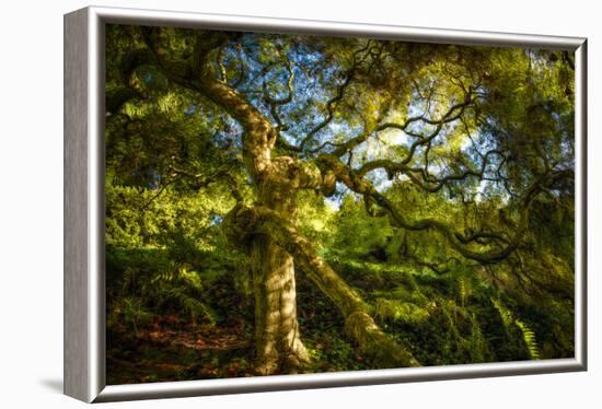 Japanese Maple-Robert Lott-Framed Art Print