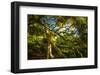 Japanese Maple-Robert Lott-Framed Art Print