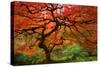 Japanese Maple-Lantern Press-Stretched Canvas