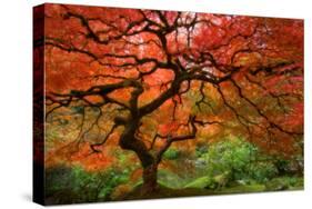 Japanese Maple-Lantern Press-Stretched Canvas