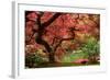 Japanese Maple-Jason Vandehey-Framed Photographic Print