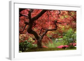 Japanese Maple-Jason Vandehey-Framed Photographic Print