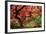 Japanese Maple-Jason Vandehey-Framed Photographic Print