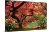 Japanese Maple-Jason Vandehey-Mounted Photographic Print