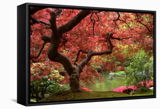 Japanese Maple-Jason Vandehey-Framed Stretched Canvas