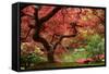 Japanese Maple-Jason Vandehey-Framed Stretched Canvas