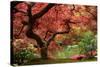 Japanese Maple-Jason Vandehey-Stretched Canvas