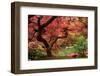 Japanese Maple-Jason Vandehey-Framed Photographic Print