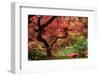 Japanese Maple-Jason Vandehey-Framed Photographic Print