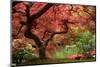 Japanese Maple-Jason Vandehey-Mounted Photographic Print