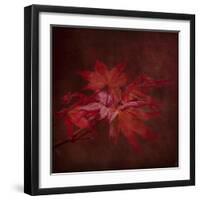 Japanese Maple-Jai Johnson-Framed Giclee Print