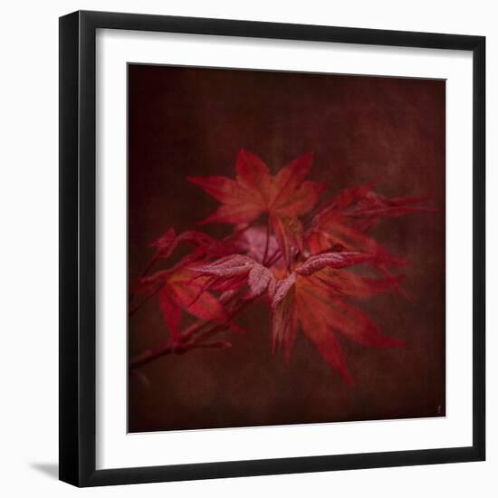 Japanese Maple-Jai Johnson-Framed Giclee Print