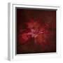 Japanese Maple-Jai Johnson-Framed Giclee Print