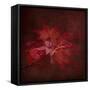 Japanese Maple-Jai Johnson-Framed Stretched Canvas