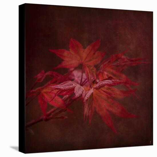 Japanese Maple-Jai Johnson-Stretched Canvas