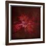 Japanese Maple-Jai Johnson-Framed Giclee Print