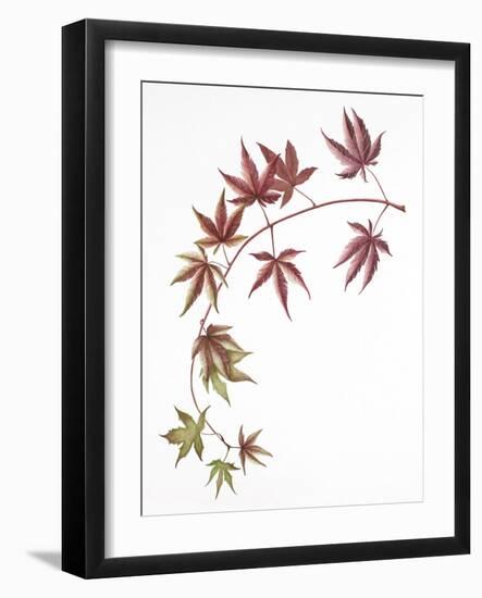 Japanese Maple-Deborah Kopka-Framed Giclee Print