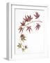 Japanese Maple-Deborah Kopka-Framed Giclee Print