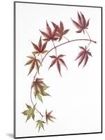 Japanese Maple-Deborah Kopka-Mounted Giclee Print