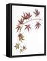 Japanese Maple-Deborah Kopka-Framed Stretched Canvas