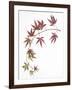 Japanese Maple-Deborah Kopka-Framed Giclee Print