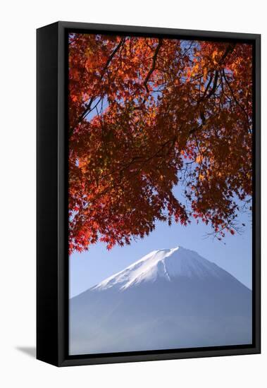 Japanese Maples and Mount Fuji, Fuji-Hakone-Izu National Park, Honshu, Japan-Art Wolfe-Framed Stretched Canvas