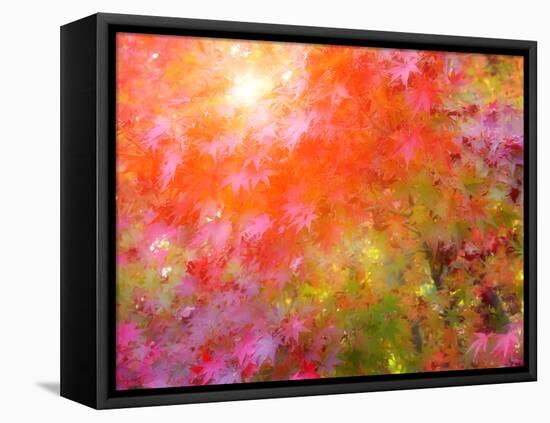 Japanese Maples in Autumn Design-Vincent James-Framed Stretched Canvas