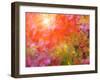 Japanese Maples in Autumn Design-Vincent James-Framed Premium Photographic Print