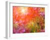 Japanese Maples in Autumn Design-Vincent James-Framed Premium Photographic Print