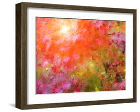 Japanese Maples in Autumn Design-Vincent James-Framed Photographic Print