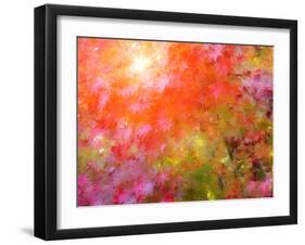 Japanese Maples in Autumn Design-Vincent James-Framed Photographic Print