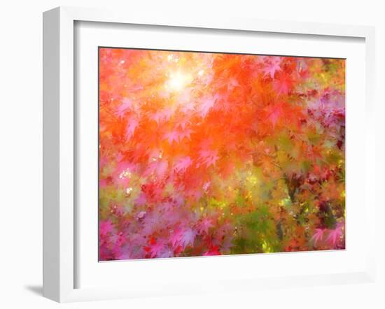 Japanese Maples in Autumn Design-Vincent James-Framed Photographic Print