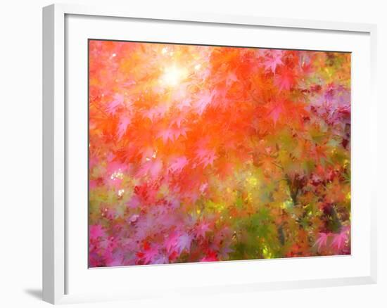 Japanese Maples in Autumn Design-Vincent James-Framed Photographic Print