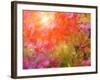 Japanese Maples in Autumn Design-Vincent James-Framed Photographic Print