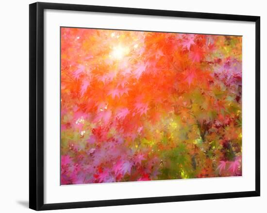 Japanese Maples in Autumn Design-Vincent James-Framed Photographic Print