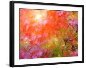 Japanese Maples in Autumn Design-Vincent James-Framed Photographic Print