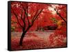 Japanese Maples in Autumn-Ernie Janes-Framed Stretched Canvas