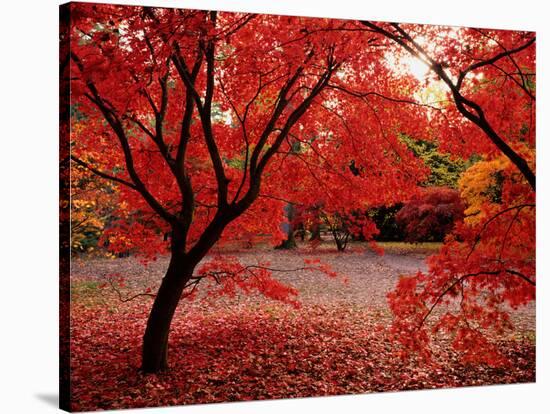 Japanese Maples in Autumn-Ernie Janes-Stretched Canvas